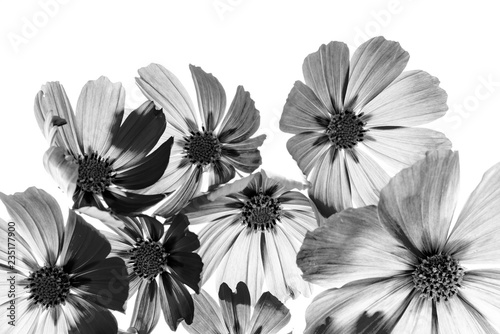 a beautiful floral background from flower petals