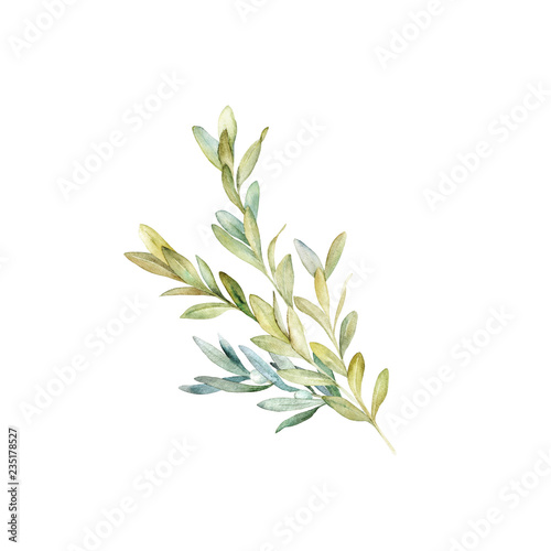 Watercolor eucalyptus branch. Botanical greenery card. Isolated images on whi...