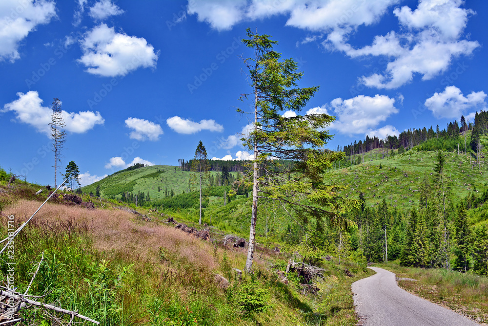 Country road through the green hills and forest in summer  on a blue sky with white clouds, Levoca mountains, Slovakia