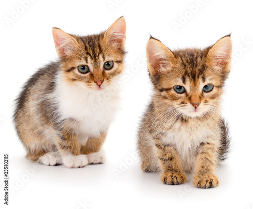 Fototapeta Naklejka Na Ścianę i Meble -  Two small kittens.