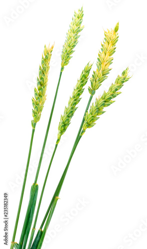 Green ears of wheat.