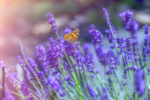 Butterfly on lavender flowers on a sunny warm day