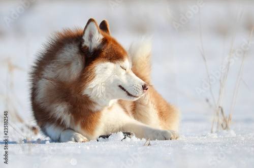 Smiling red dog husky laying on the snow. Winter outdoor