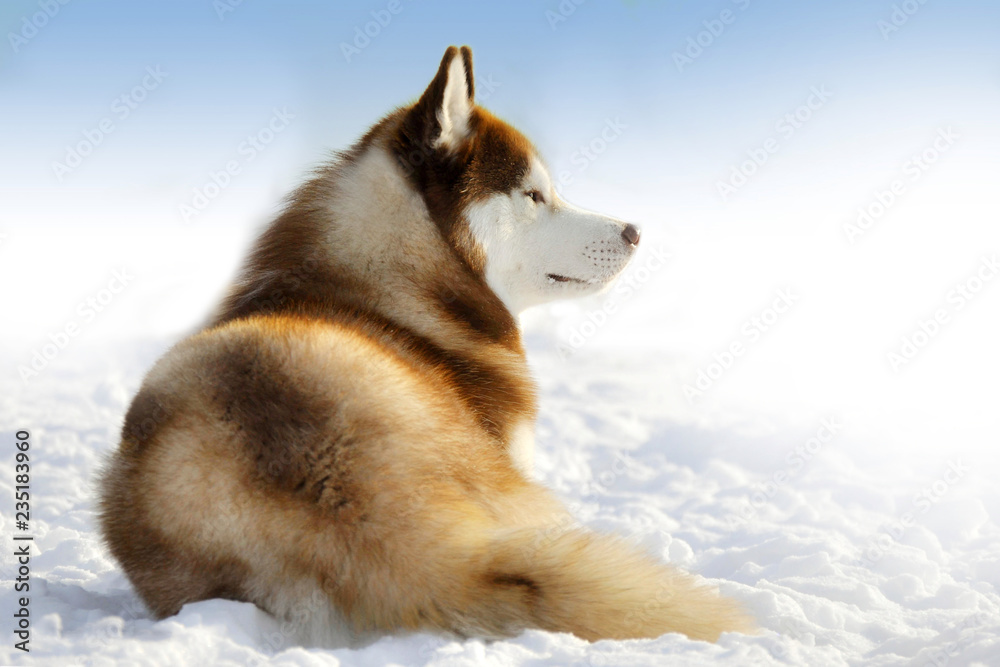 Nothern sledding dog laying in winter snow field outdoors