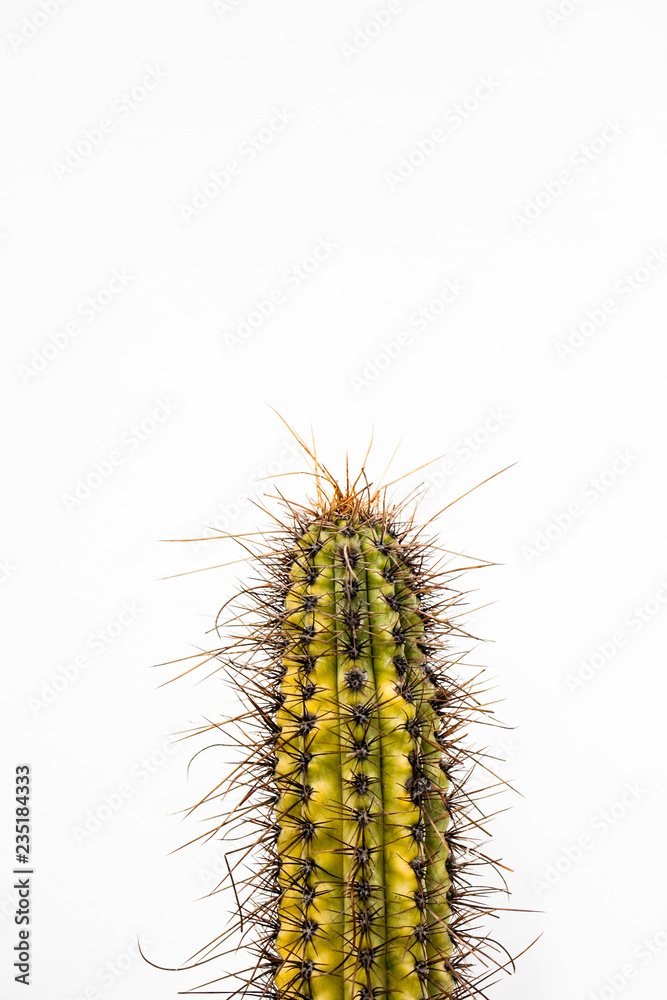 punta de cactus sobre pared blanca en lanzarote Stock Photo | Adobe Stock