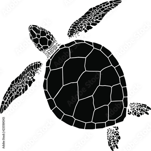 sea turtle on the isolated white background