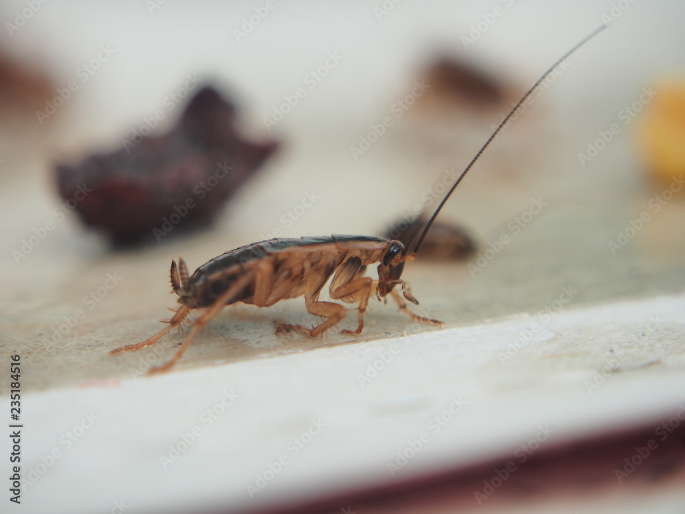 A cockroach stuck to the sticky paper. Domestic insect. A cockroach stuck to the sticky paper. Domestic insect.