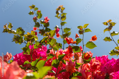 Bougainvillea flowers blossoming