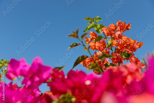 Bougainvillea flowers blossoming