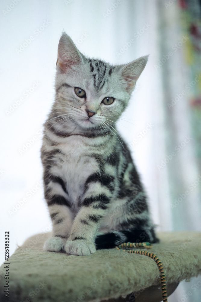 Kitten - 子猫 Kitten - 子猫