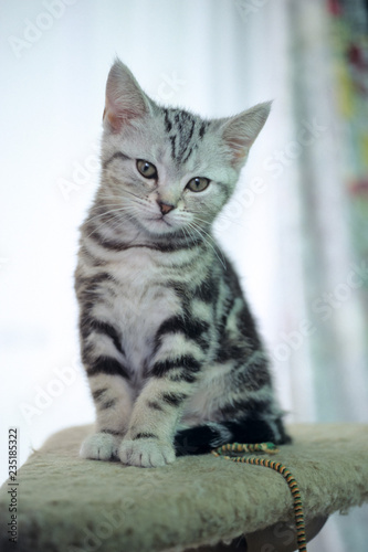 Kitten - 子猫 © FotoCat