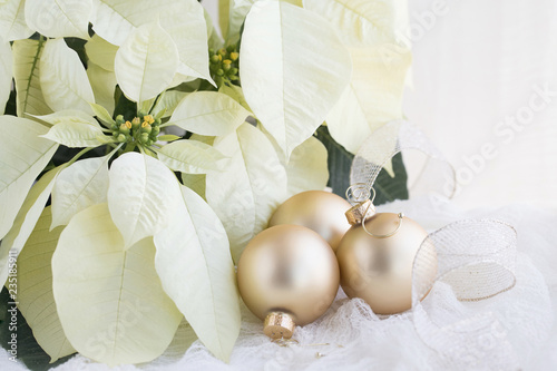 Christmas photograph of white Poinsettia on white with gold Christmas balls and ribbon