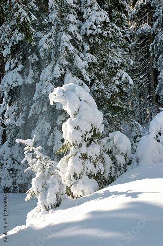 Fir trees covered with snow on mountain slope.