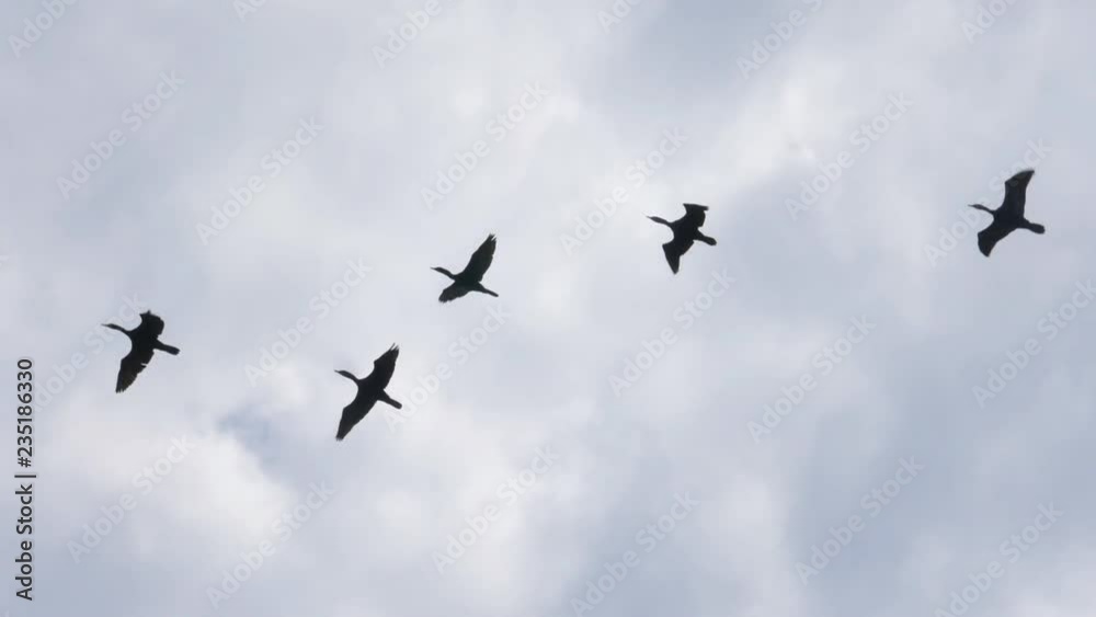 Slow motion shot of formation of cormorants flying overhead. Toronto. Slow motion shot of formation of cormorants flying overhead. Toronto.