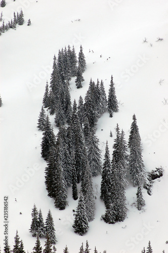 Snow-covered fir trees on the slopes of the mountain