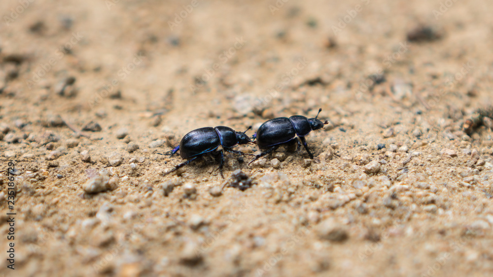dung beetles chasing each other on rough sand