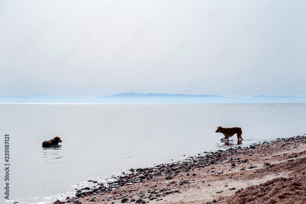 Two dogs cooling themself down in the sea one hot morning. Sunrise on the Red sea. South Sinai. Dahab. Two dogs cooling themself down in the sea one hot morning. Sunrise on the Red sea. South Sinai. Dahab.