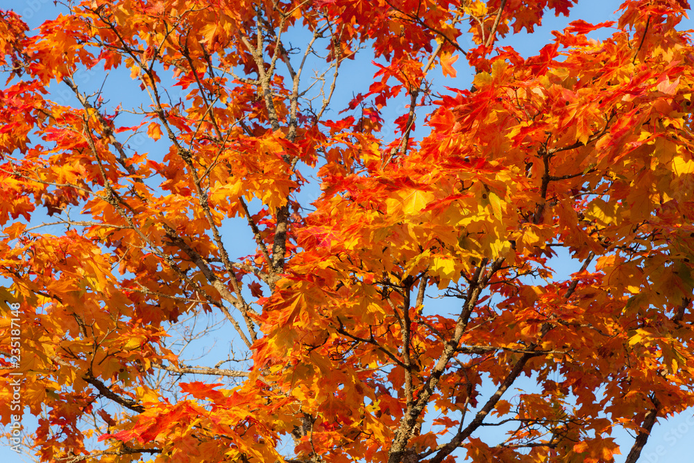 Colorful maple leaves at autumn  illuminated by sunlight