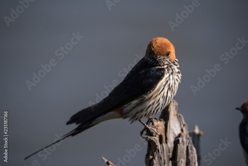 lesser striped swallow in the morning sun