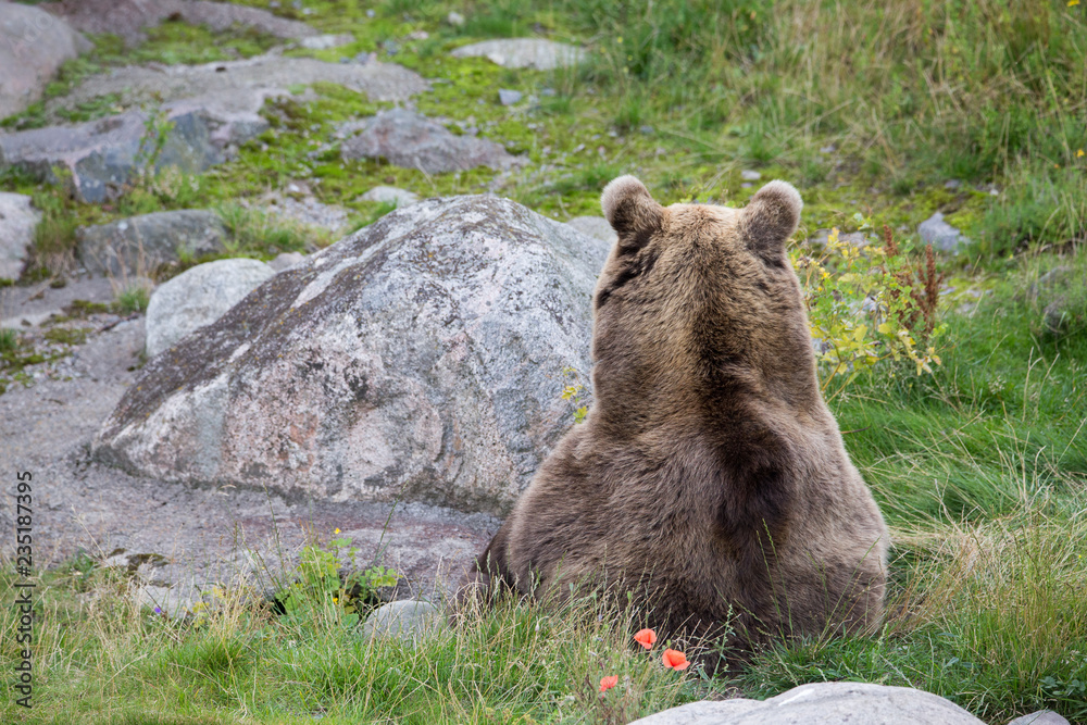 Obraz premium Brown bear resting on grass