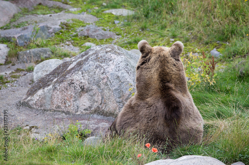 Brown bear resting on grass photo