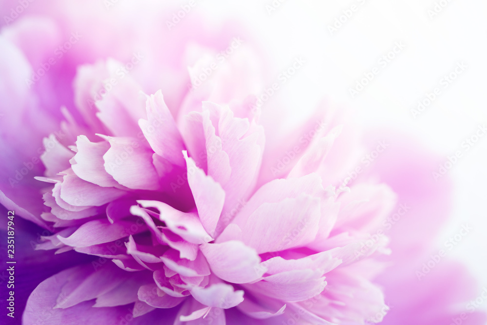 Pink peonies close-up, toned, soft focus. Gentle floral pink background