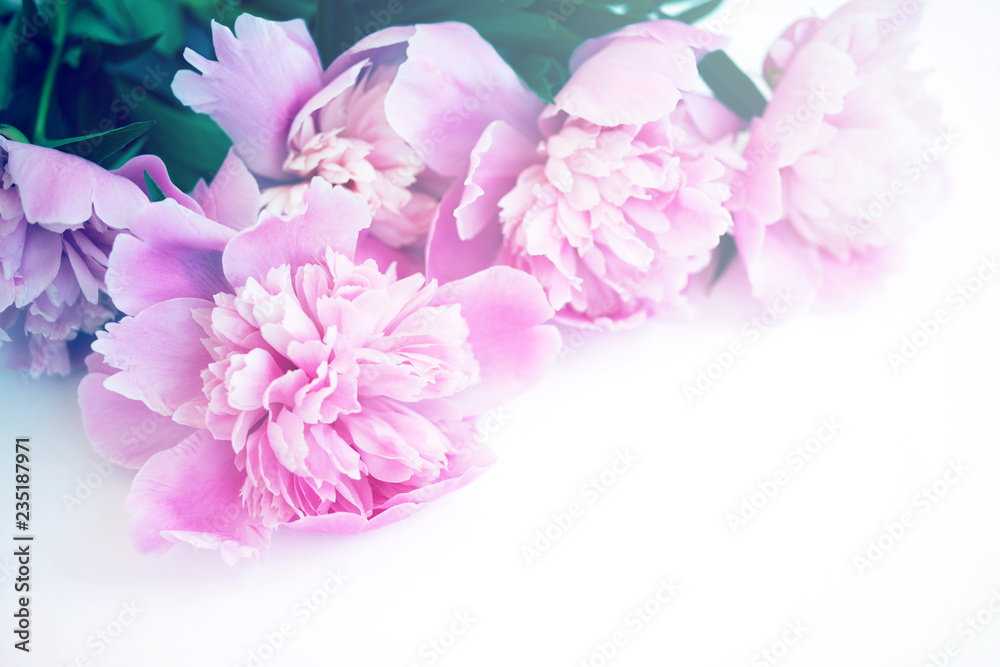 Pink peonies on a white background close-up, toned, soft focus. Gentle floral pink background