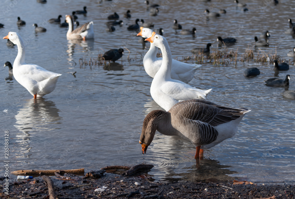 Obraz premium swan & geese