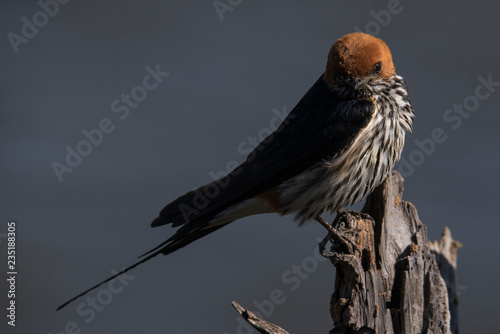 lesser striped swallow in the morning sun