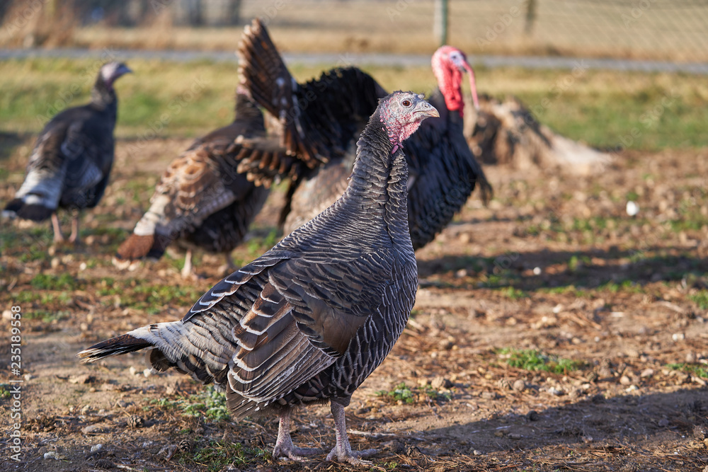 Fototapeta premium Dark grey turkey hen, female on the pasture or grazing land in open paddock in poultry farm working in organic agriculture in sunny autumn day before thanksgiving day