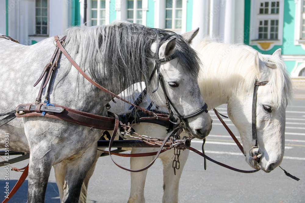 Two white horses in harness