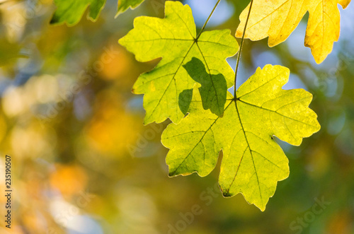 Beautiful leaves in sunlight. colorful leaves in autumn light