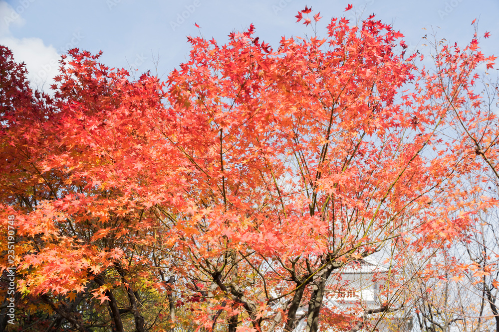 Autumn Asian abstract nature background with walkway and red foliage in November in park near Kanazawa Castle, Japan. 