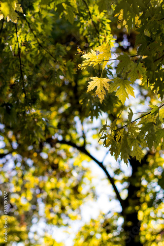 Maple Autumn Leaves. Maple foliage of autumn