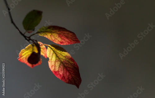 Beautiful colored  leaves in autumn sunlight. Colored leaves of autumn on gray background.