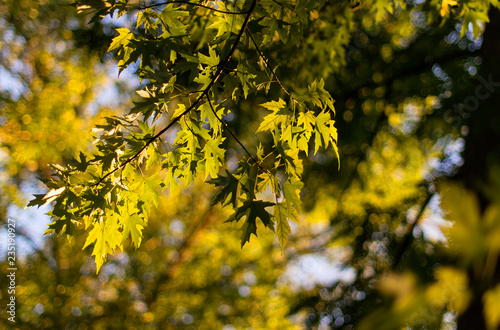 Maple leaves background. Autumn landscape with maple leaves.