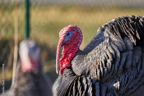 Close up portrait of colorful head of adult turkey cock, breed in small organic poultry farm in Czech Republic. Farming in outdoor paddocks is best for animal welfare.