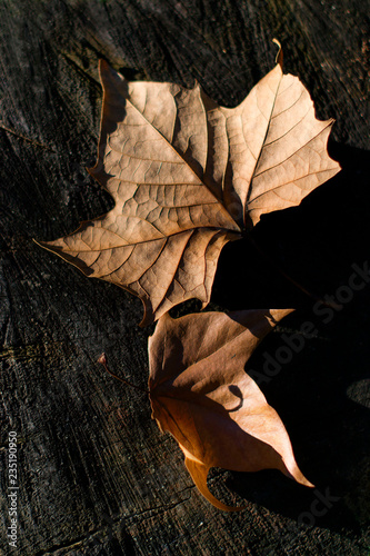 Dried leaves in autumn sunlight. Dried leaves on on a dark background.