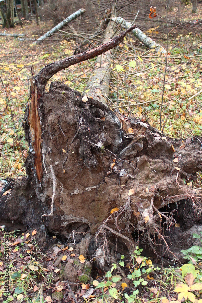 Fototapeta premium A fallen pine tree in the autumn forest
