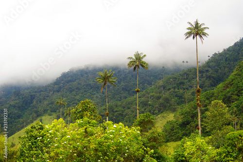Landscape of wax palm trees in Cocora Valley near Salento, Colombia, South America