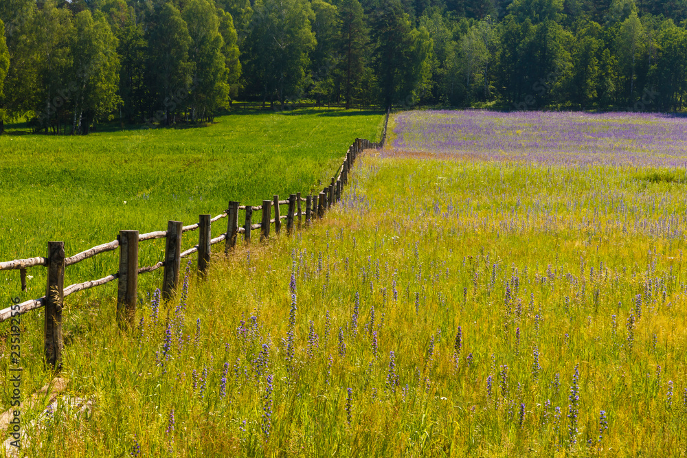 Fototapeta premium meadow in Baskiria