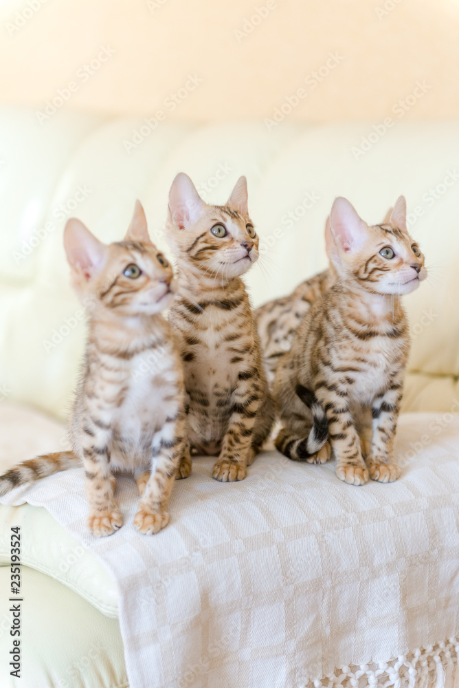 Bengal kittens sitting on the sofa in the house