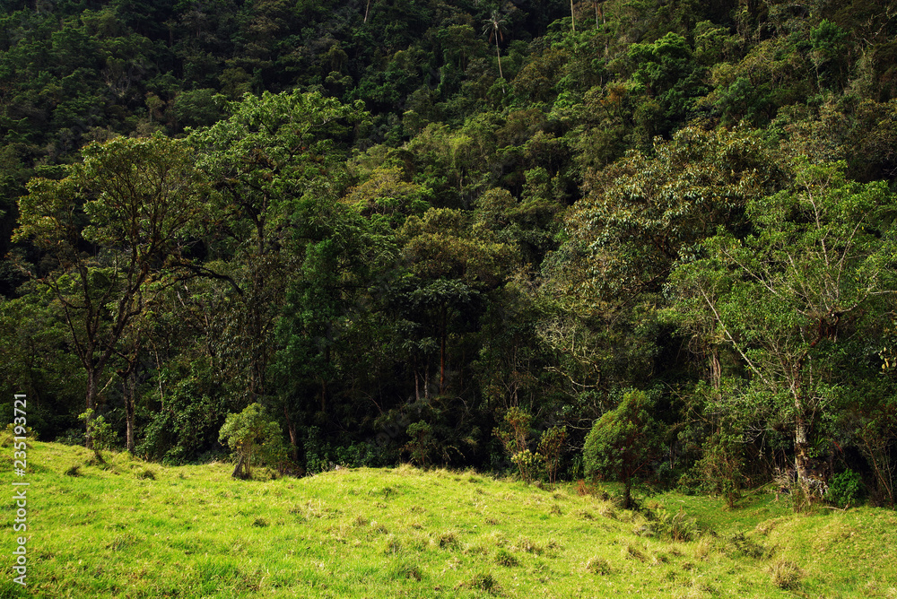 Cocora valley, Salento, Colombia, South America Cocora valley, Salento, Colombia, South America