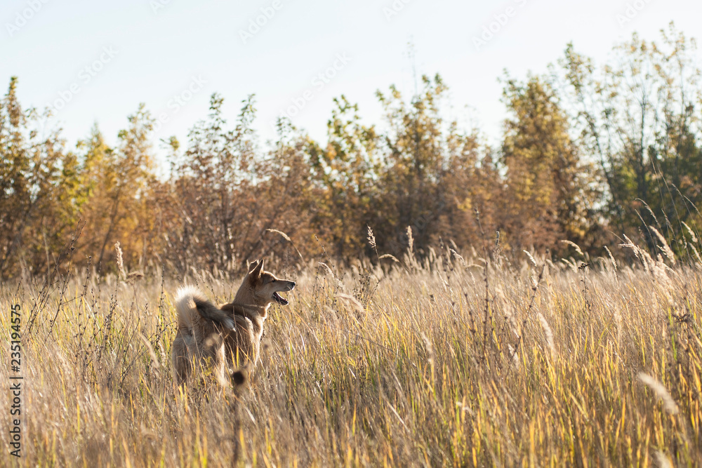 The puppy Siberian huskies in autumn grass The puppy Siberian huskies in autumn grass