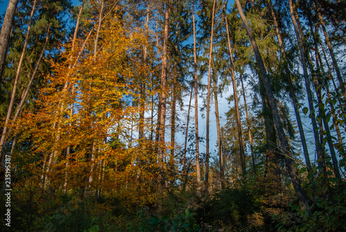 Herbstwald
