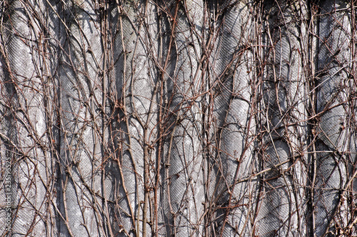 Fototapeta Naklejka Na Ścianę i Meble -  Adherent branches of Wisteria grow on a corrugated fence.