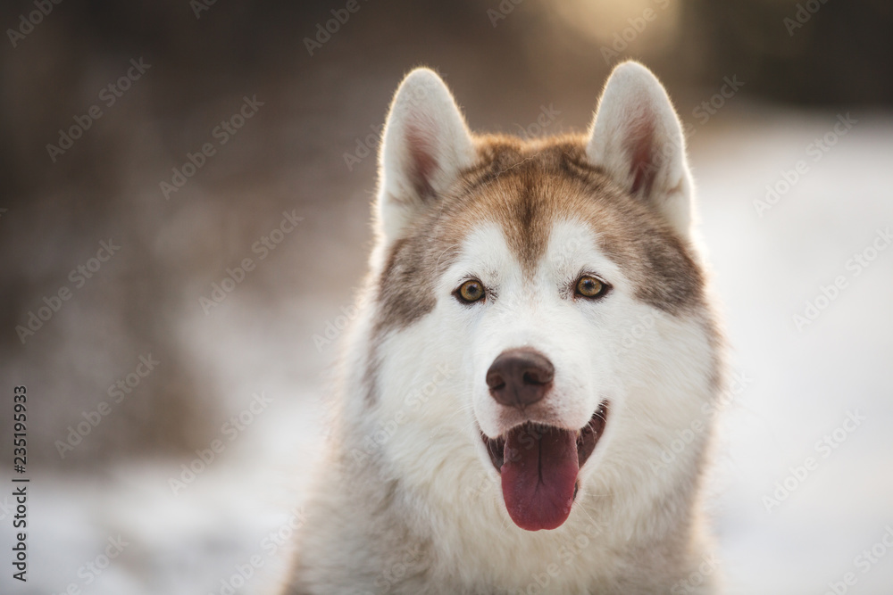 Close-up portrait of gorgeous Husky dog sitting in winter forest at sunset.