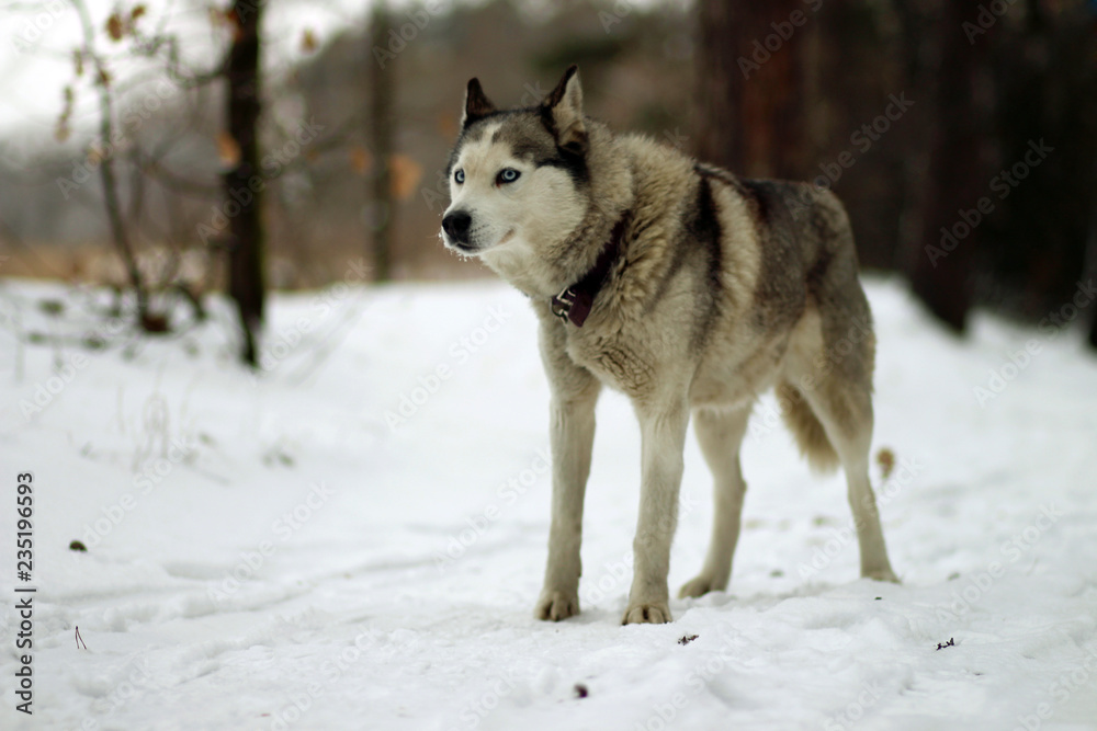 siberian husky in the snow