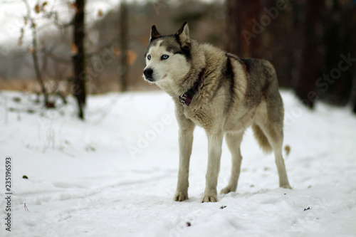 siberian husky in the snow © AnnaWalkingDisaster