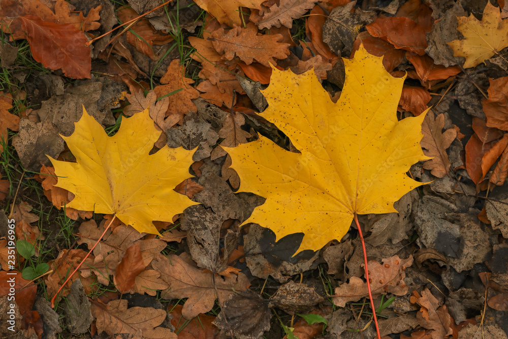 yellow maple leaf, autumn leaves, fall foliage